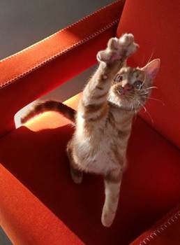 FlashSnap avec TECNO CAMON 40