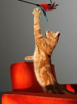 FlashSnap avec TECNO CAMON 40